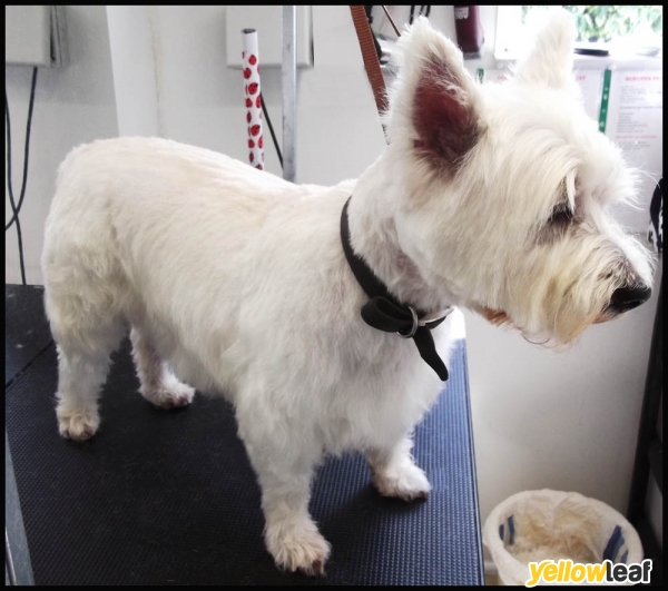 Scruffs To Fluffs Dog Grooming Burntwood