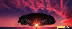 Love yoga tree 