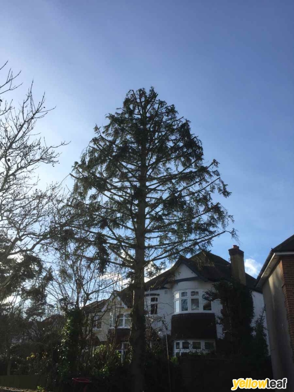 Tree Surgeons South West London