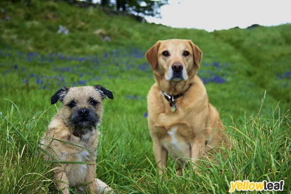 Irby Veterinary Surgery