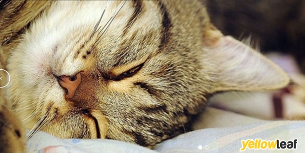 Upper Ruxley Cattery