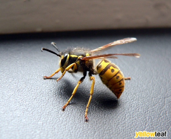Wasp Nest Removal Croydon
