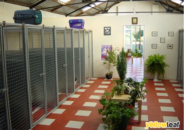 Sunny Meadows Cattery