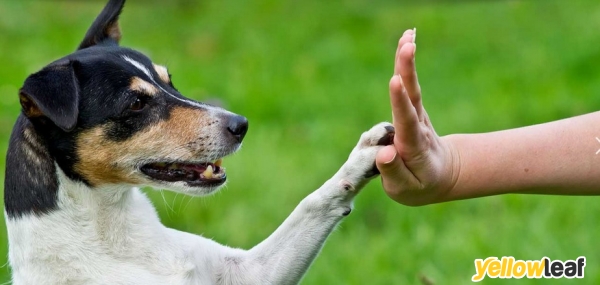 Day Of The Dog
