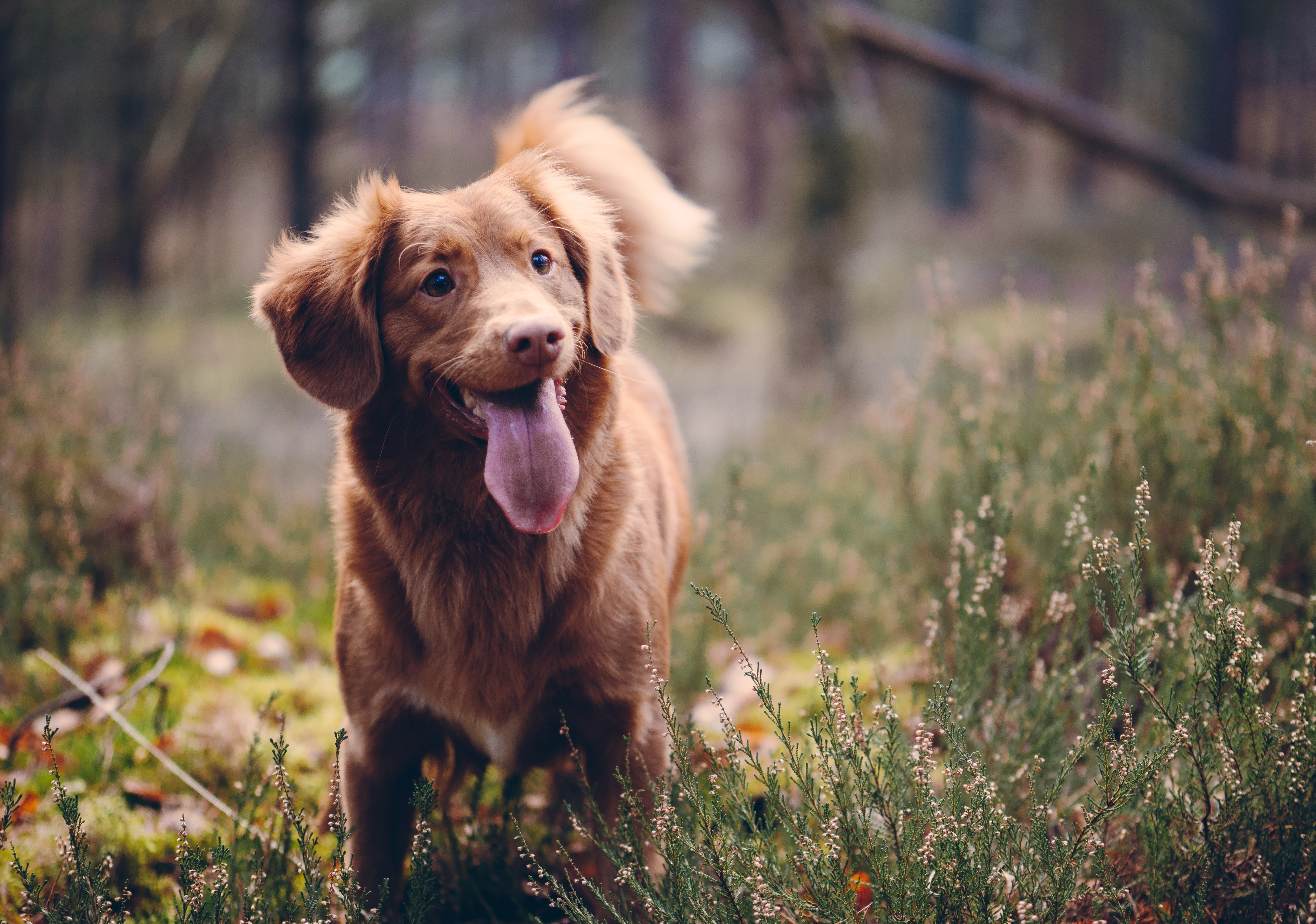 Dog Friendly Cottages