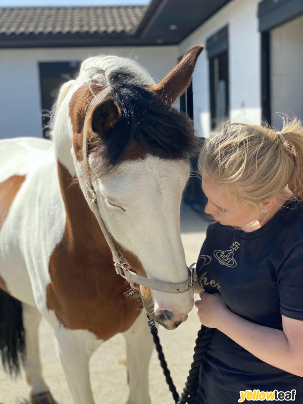 Meadow View Equestrian Centre