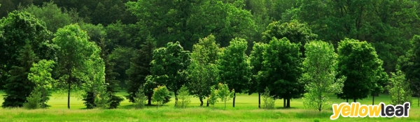 Bishopswood Tree Surgeons Ltd