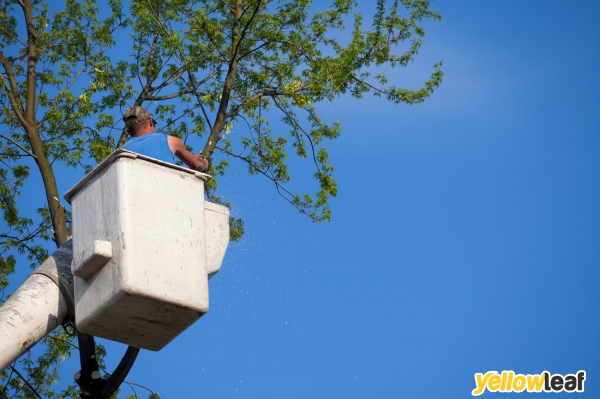 Sunderland Tree Surgeons