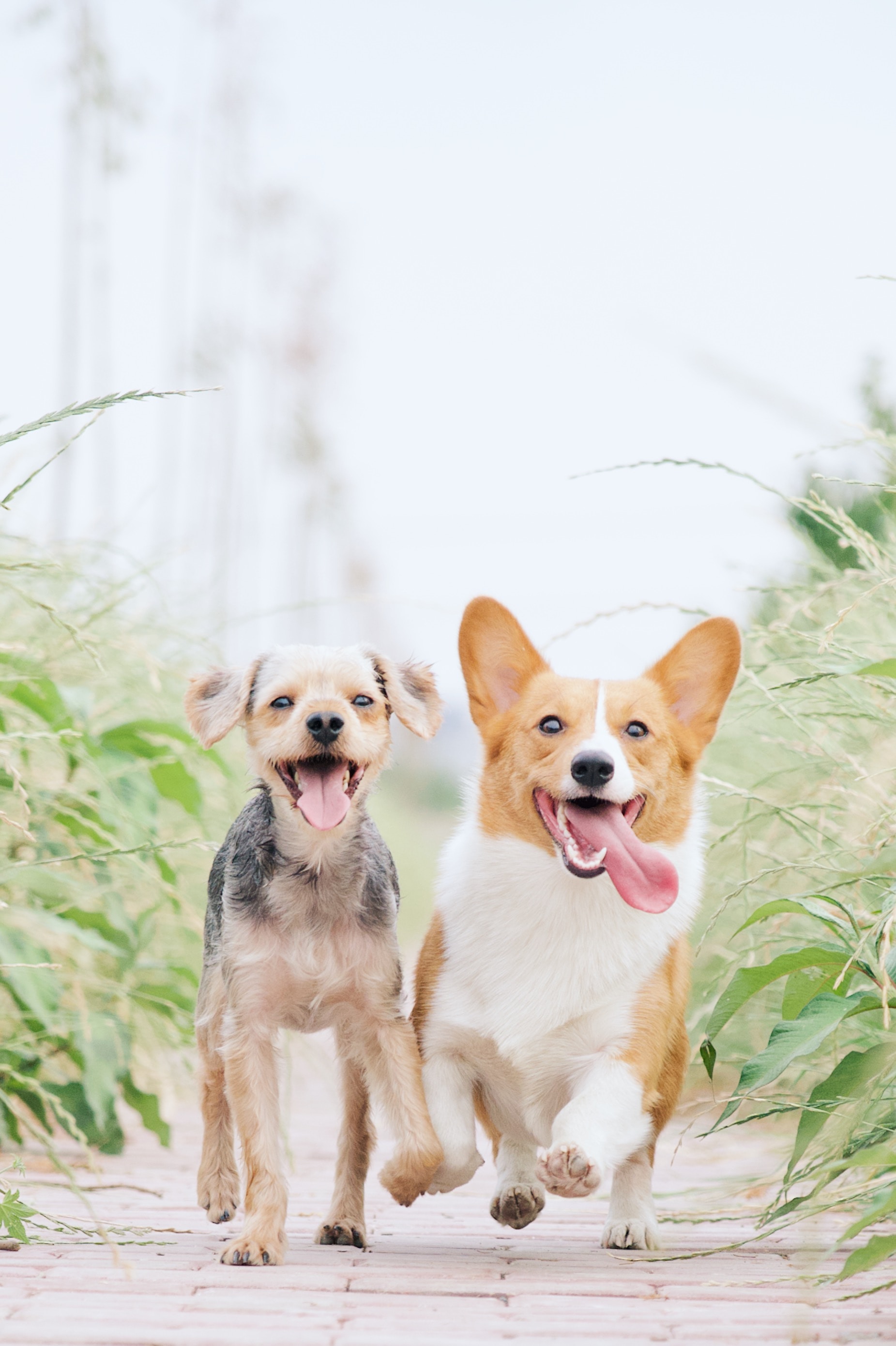 Formby Dog Grooming Salon