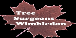 Tree Surgeons Wimbledon