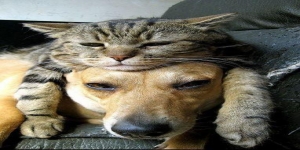 Pet Universe Cat And Dog Grooming Salon