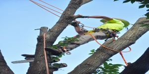 Horsham Tree Surgeons