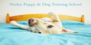 Notley Puppy and Dog Training School