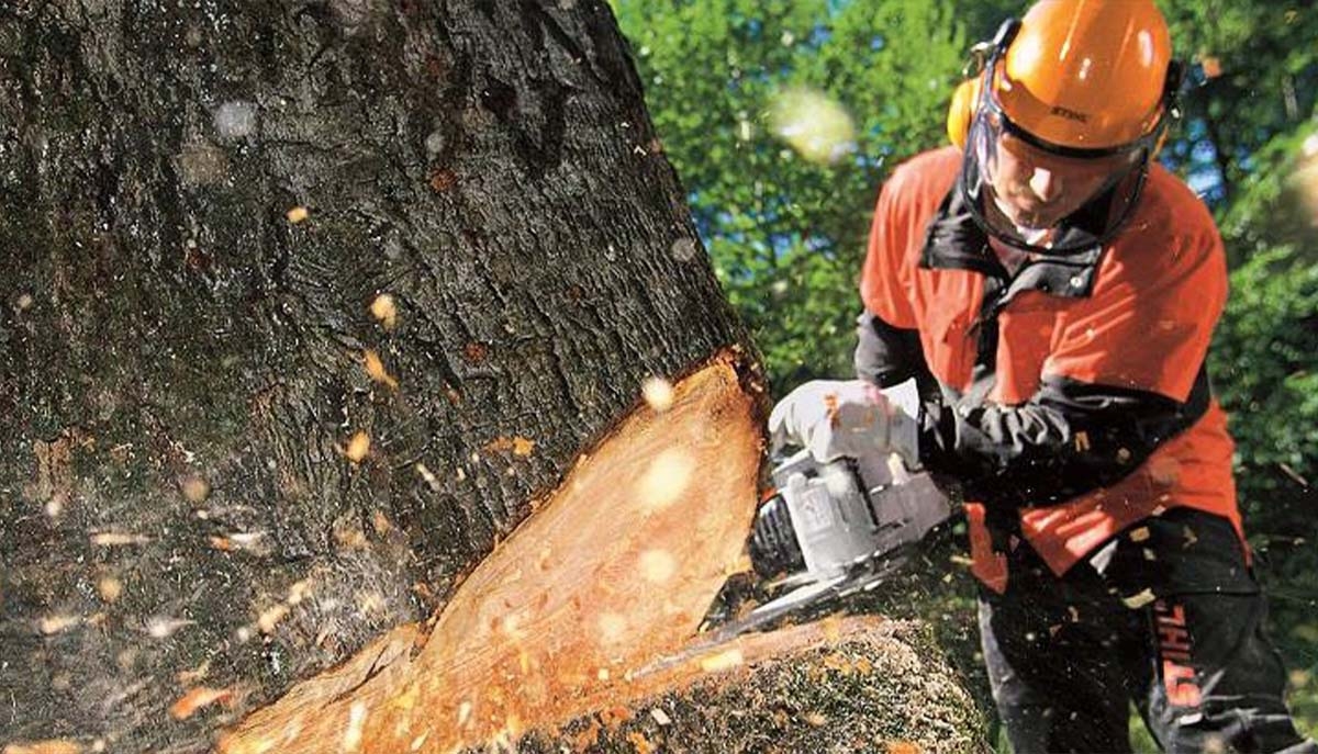 Rotherham Tree Services